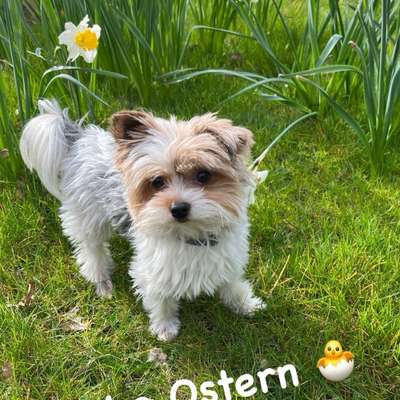 Hundetreffen-Spielpartner gesucht-Bild