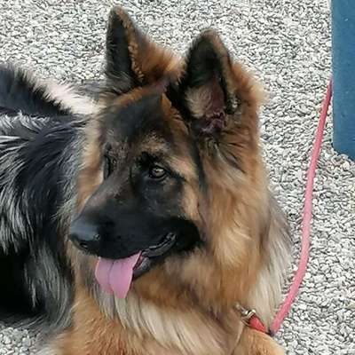 Hundetreffen-Spazieren und spielen-Profilbild