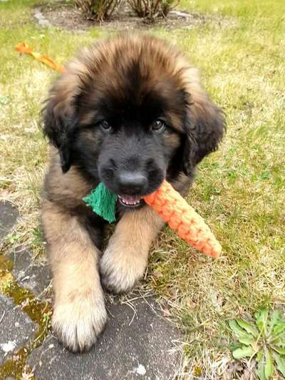 FOTO CHALLENGE 77 - Dein Hund im Spiel-Beitrag-Bild