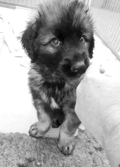 Foto-Challenge 76: Foto in Schwarz-Weiss-Beitrag-Bild