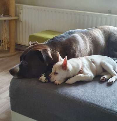 Die Dogorama Wochen Challenge "Friends will be Friends"-Beitrag-Bild