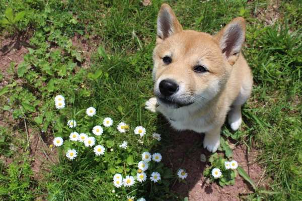 Shiba Inu und andere japanische Rassen!-Beitrag-Bild