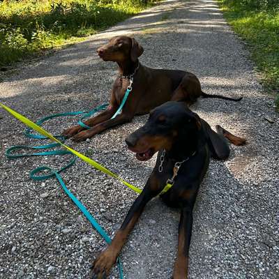 Hundetreffen-Training mit mehreren Hunden gehen-Bild