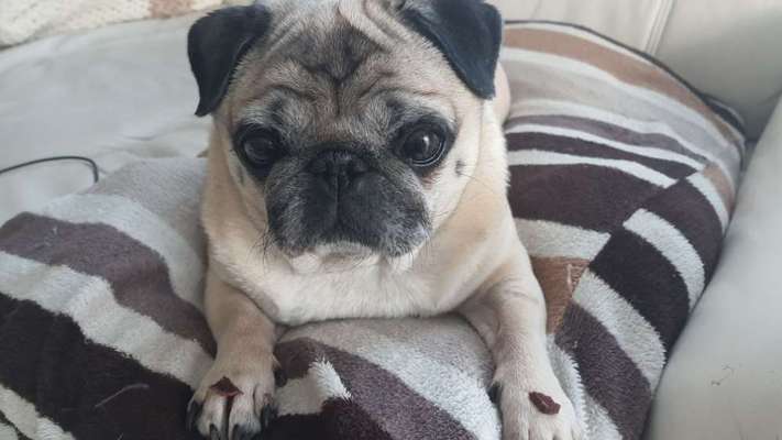 Fusspics sind out, Pfoten for the win!-Beitrag-Bild