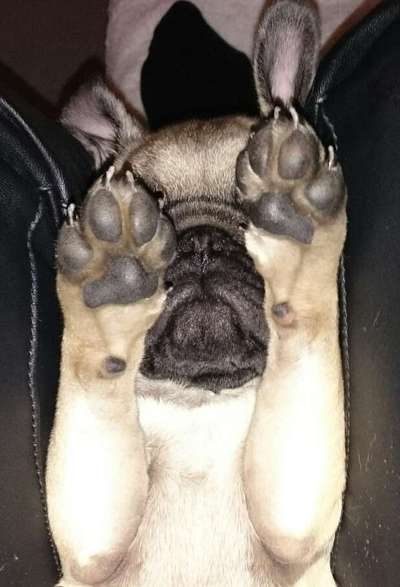 Fusspics sind out, Pfoten for the win!-Beitrag-Bild