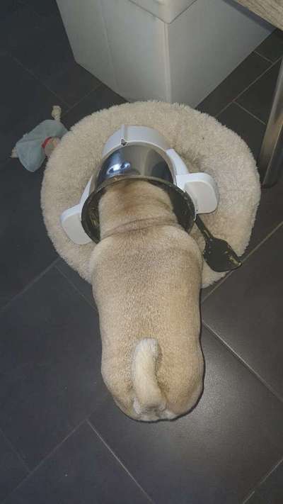 welches futter? allergie-Beitrag-Bild