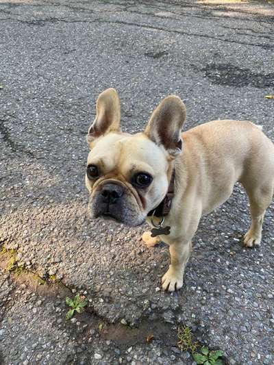 Hundetreffen-Spiel Kumpel für den heslacher Wald gesucht. Bin 5 Jahre und tobe gerne herum.-Bild