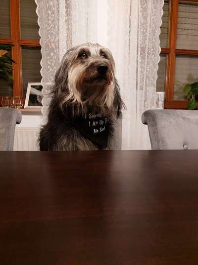 Dogorama Photo Challenge - Tre Chic!-Beitrag-Bild