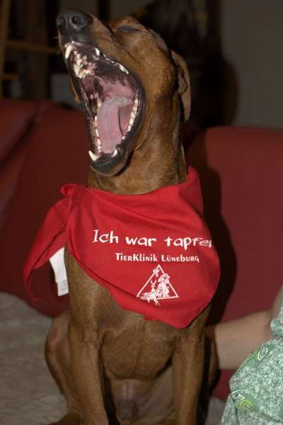 Lustige Bilder-Beitrag-Bild