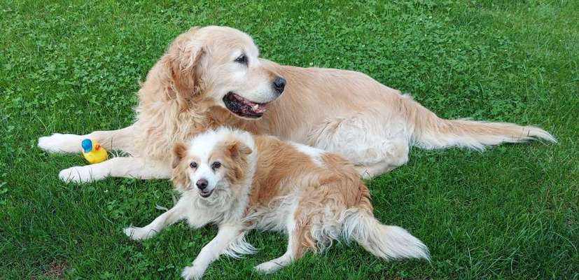 Unsere Fellnasen im Regenbogenland-Beitrag-Bild
