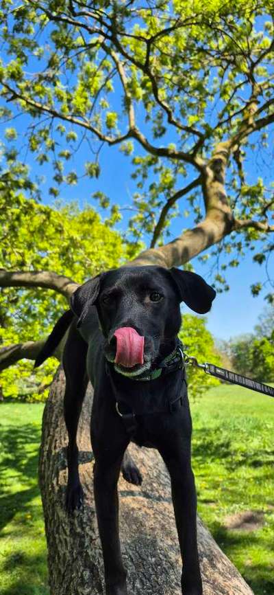 Hundetreffen-Begenungs Training-Bild