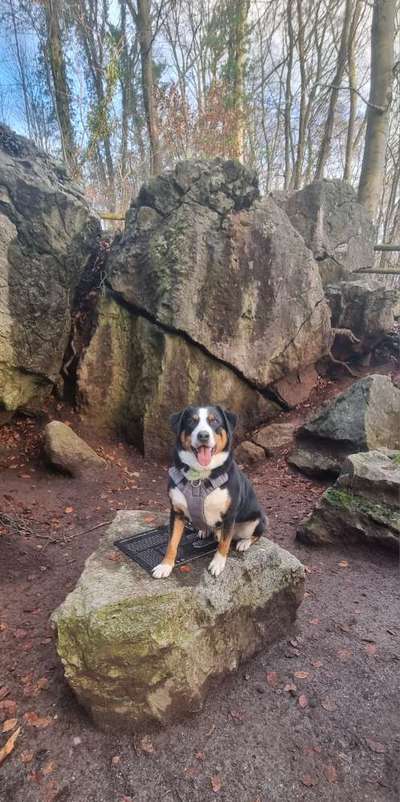 Appenzeller Sennenhunde-Beitrag-Bild