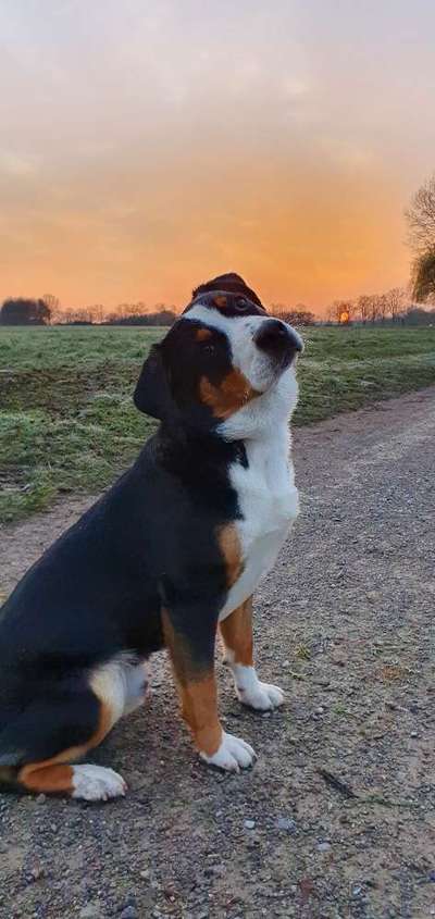 Appenzeller Sennenhunde-Beitrag-Bild