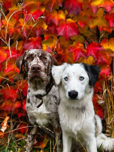 Hundetreffen-Soziales Gassi gehen-Bild