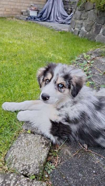 Hundetreffen-Welpen treffen, spielen und Austausch 🐾👋-Bild