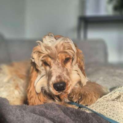 Hundetreffen-Nugget sucht souveräne Hundekontakte-Bild