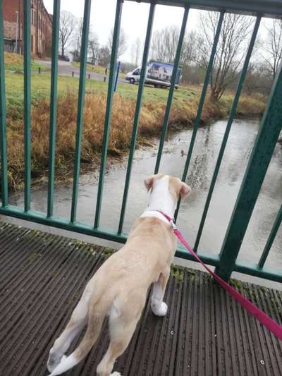 Hundetreffen-Welpen treff 🐩-Bild