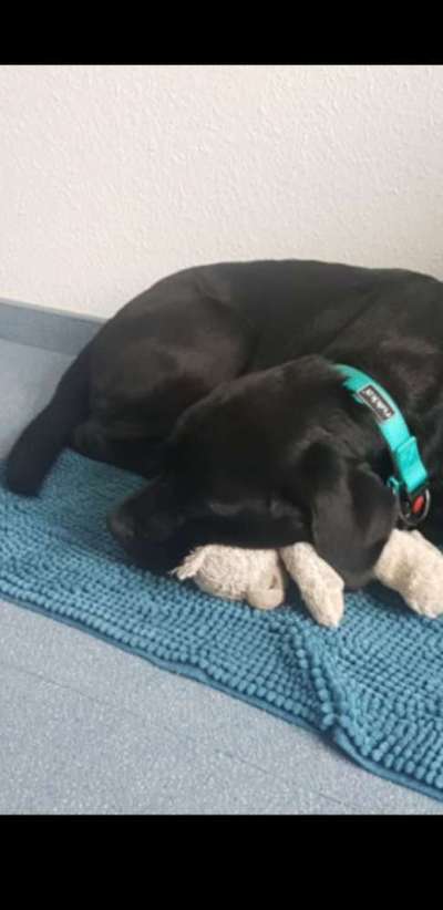 Labradorfans-Beitrag-Bild