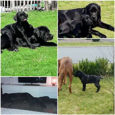 Welpen Bilder !-Beitrag-Bild