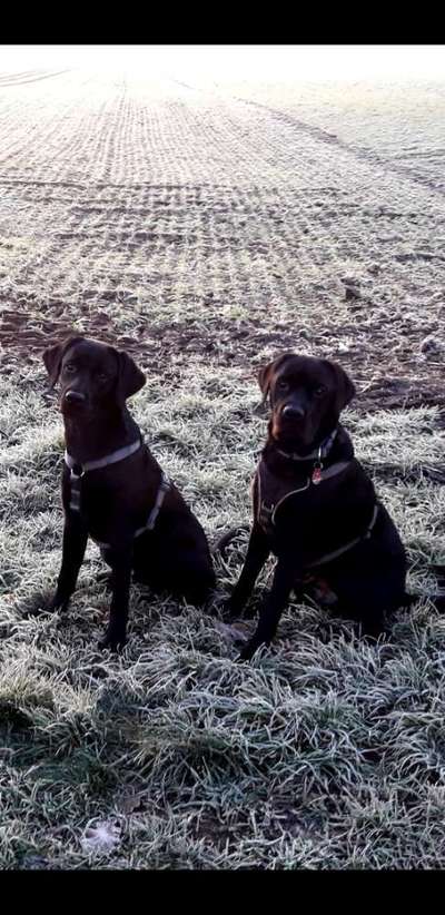 Labradorfans-Beitrag-Bild