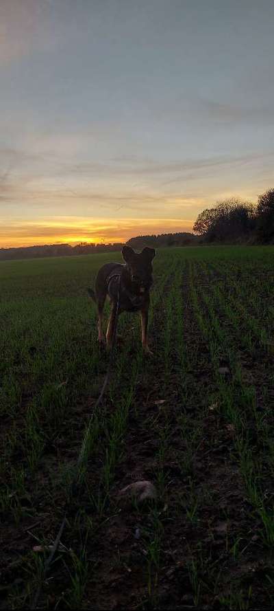 Hundetreffen-Regelmäßig Gassirunden-Bild