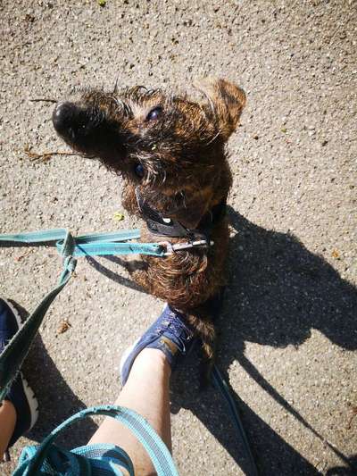 Hundetreffen-Zusammen macht es mehr Spaß-Bild