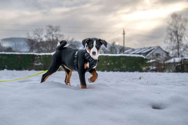 Hundetreffen-Spazieren oder Hundespielen in Schopfheim-Bild