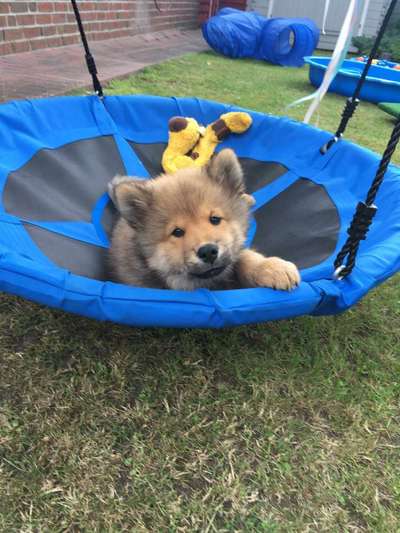 Welpen Bilder !-Beitrag-Bild