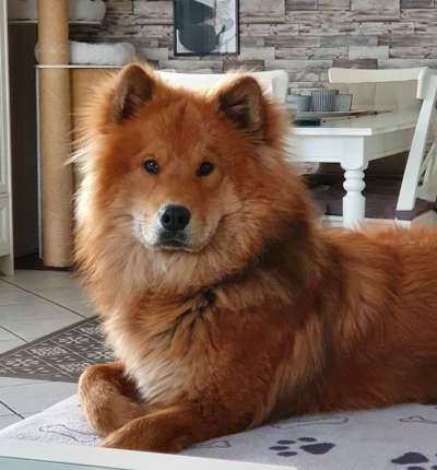 Was denkt ihr, welche Rassen könnten in ihm stecken?-Beitrag-Bild