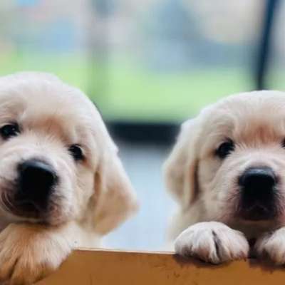 Hundetreffen-Wilder Welpen Walk 🌪️🐾😂-Bild