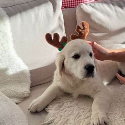 aktuelles Foto Gruppe Golden Retriever