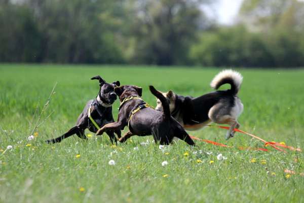 Hundetreffen-Begleiteter Spaziergang-Bild