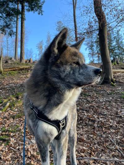 Hundetreffen-Japaner-Treffen in Bayreuth-Bild