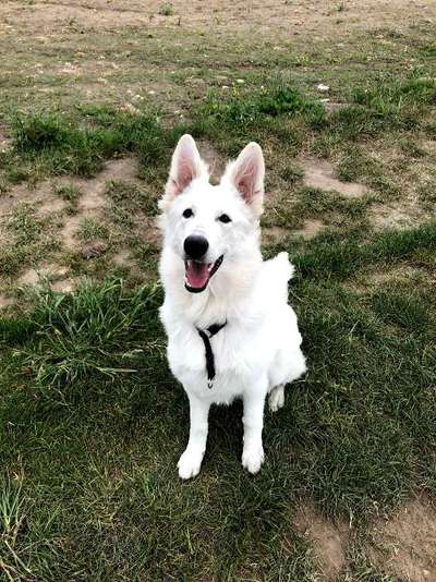 Hundetreffen-Training & Spielgefährten-Bild