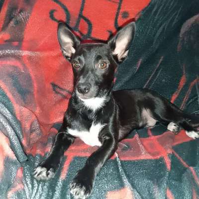 Hundetreffen-Treffen