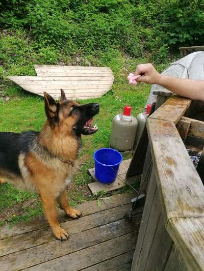 Schäferhund-Fans?-Beitrag-Bild