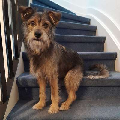 Hundetreffen-Gassifreunde-Bild