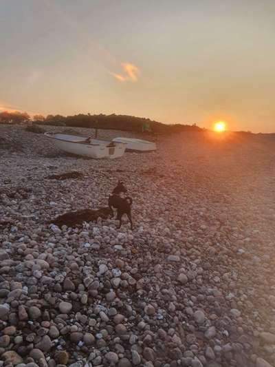 Dogorama Photo Challenge - Tierischer Urlaub-Beitrag-Bild