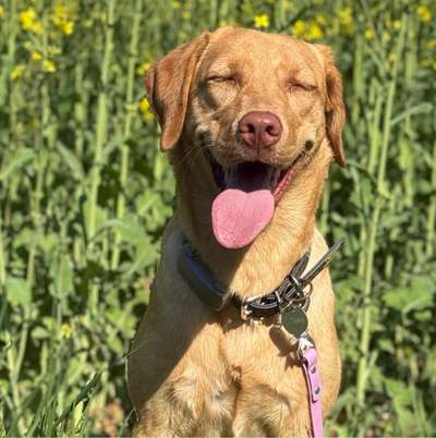 Hundetreffen-Gassi Runden & Spiel Spaß & Hundefreunde-Bild