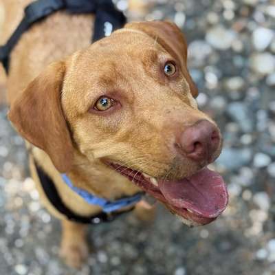 Hundetreffen-Gassi Runden & Spiel Spaß & Hundefreunde-Bild