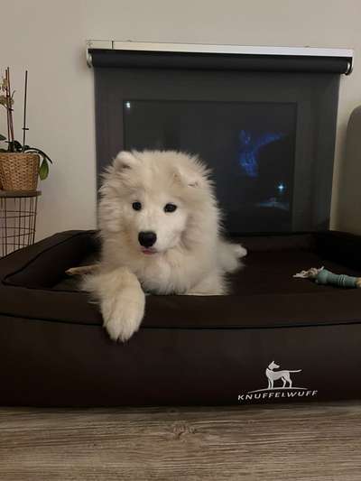 Samojede Besitzer-Beitrag-Bild