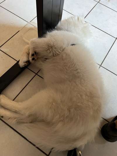 Samojede-Beitrag-Bild