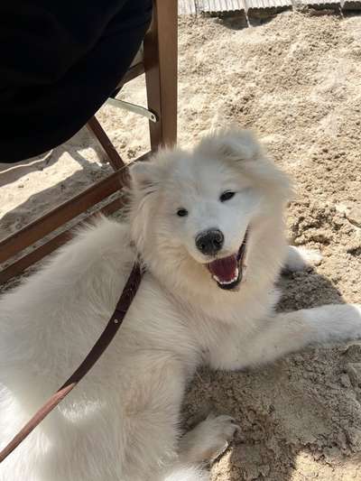 Samojede-Beitrag-Bild