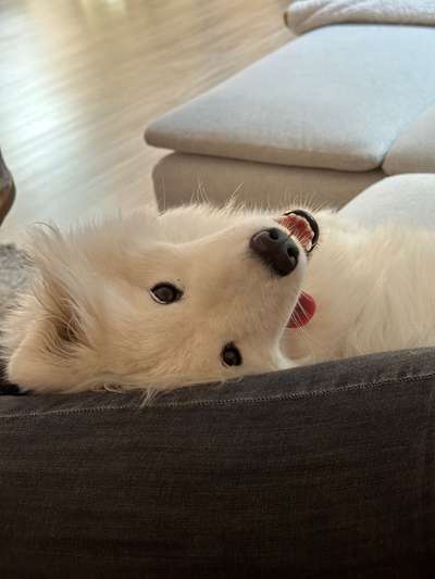 Samojede-Beitrag-Bild