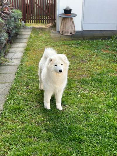 Samojede-Beitrag-Bild