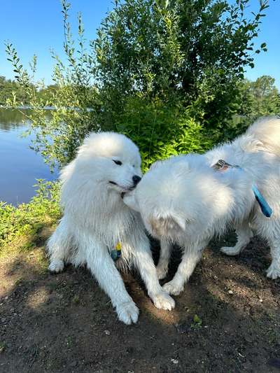 Samojede-Beitrag-Bild