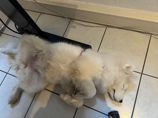 Samojede-Beitrag-Bild