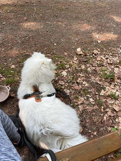 Samojede-Beitrag-Bild