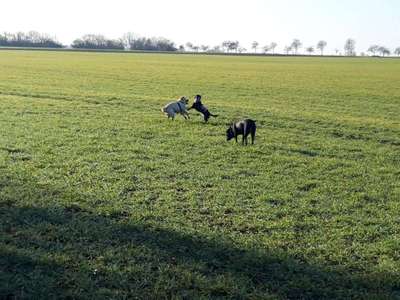 Hundetreffen-Großer Spaziergang-Bild