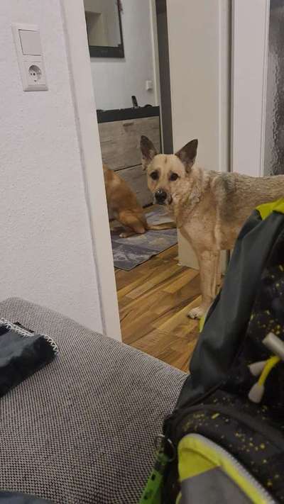 Unsere Fellnasen im Regenbogenland-Beitrag-Bild